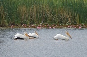 25th Jun 2025 - Three Pelicans 
