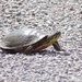 Turtle Crossing Road 