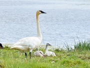 26th Jun 2025 - Mama Swan And Babies 