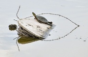 27th Jun 2025 - Another Turtle