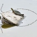 Another Turtle