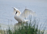 27th Jun 2025 - Stretching Its Wings