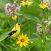 American Goldfinch