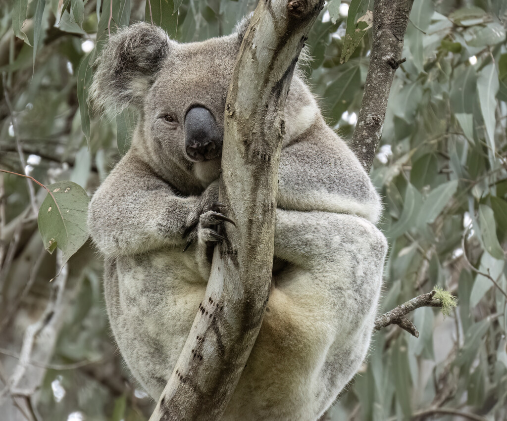 is he stuck on with velcro? by koalagardens