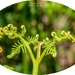 Unfurling