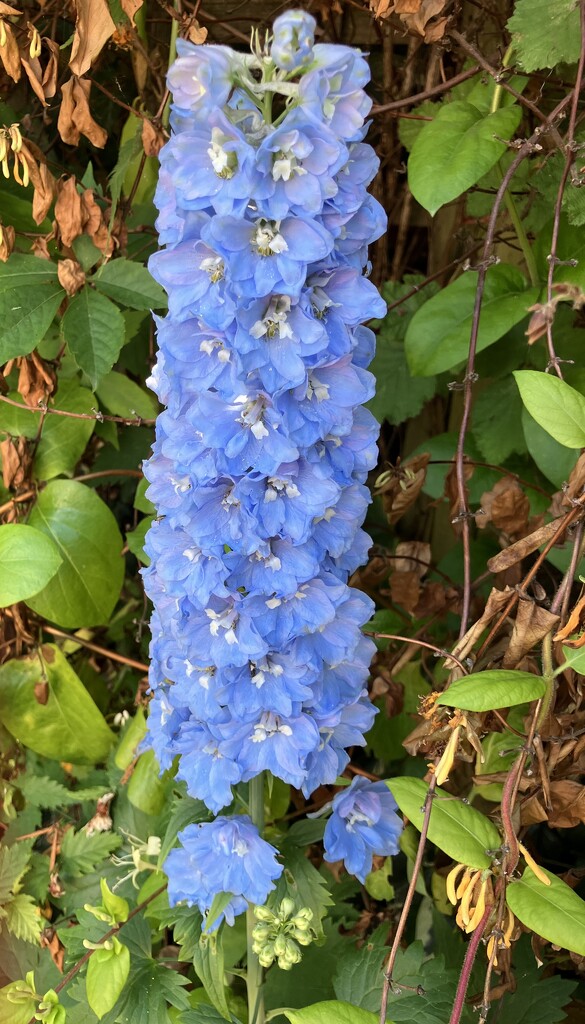 Delphinium  by foxes37