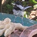 C Is for Chickadee