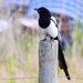 Fencepost Sitter...