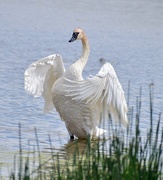 28th Jun 2025 - Show-Off! 