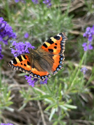28th Jun 2025 - Small Tortoiseshell Butterfly