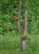 27th Jun 2025 - An Oriole in the Tree