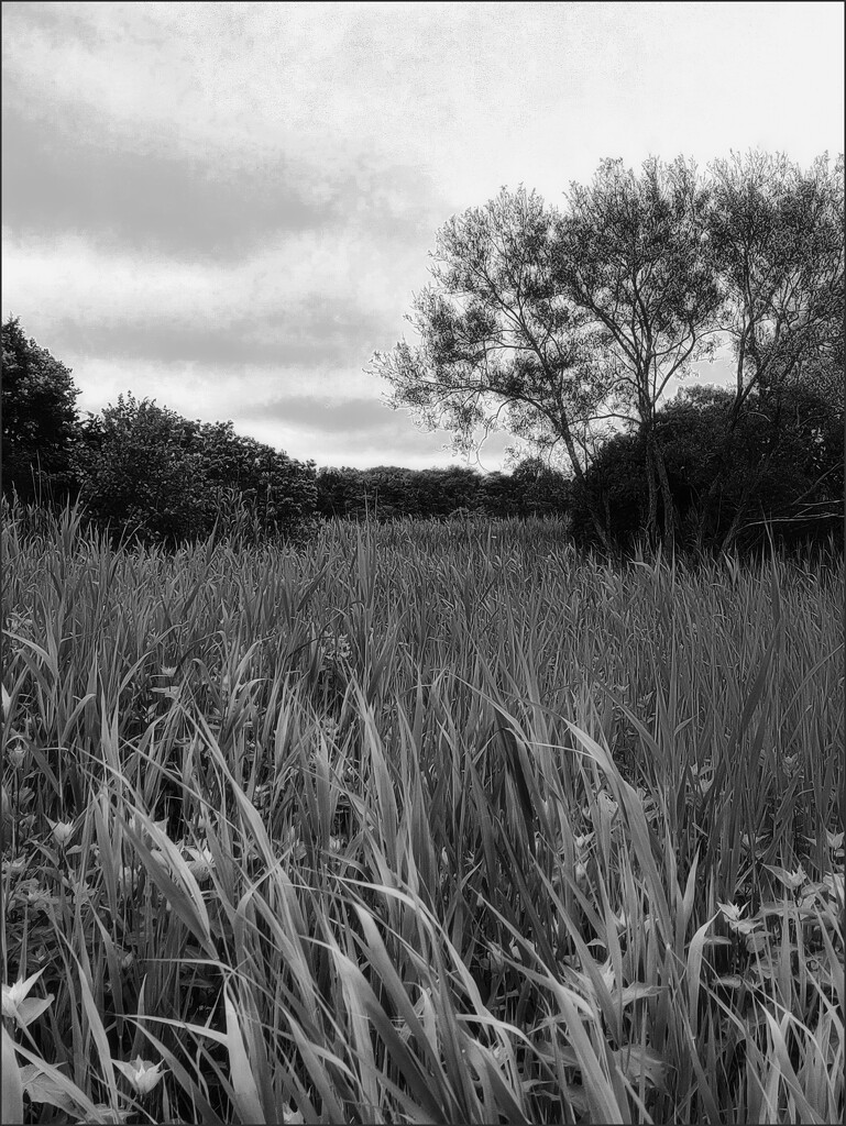 Soft Breezes Across the Marsh by olivetreeann