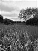 26th Jun 2025 - Soft Breezes Across the Marsh
