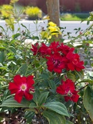 28th Jun 2025 - Under the Tree