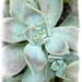 Sedum rosette...