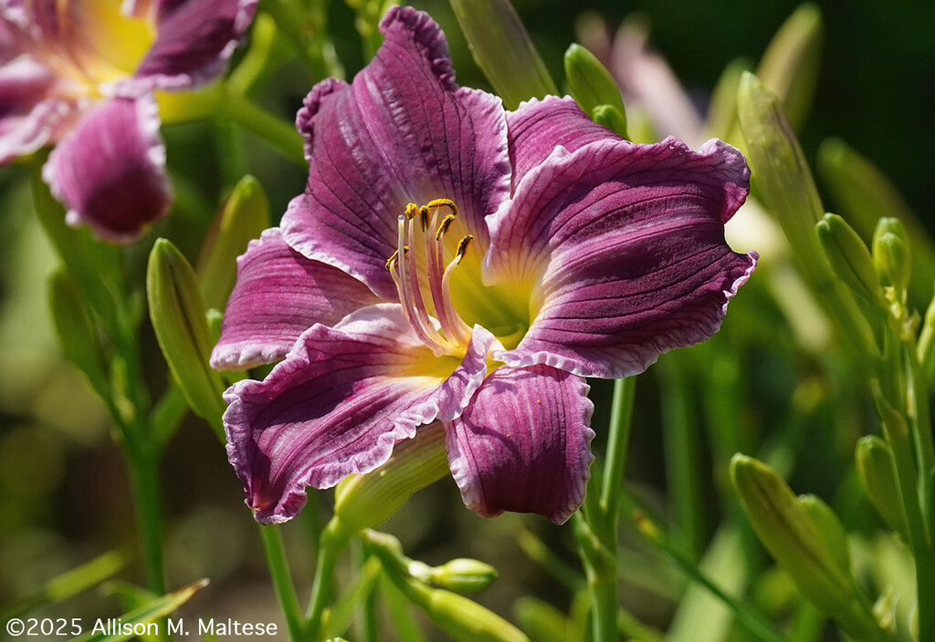 First of the Day Lilies by falcon11