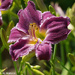 First of the Day Lilies