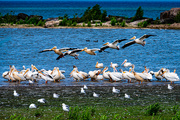 27th Jun 2025 - Fluid in Flight  