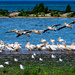 Fluid in Flight  