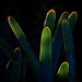 Backlit Succulent