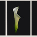 Cala Triptych