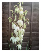 29th Jun 2025 - My Yucca's In Flower 