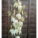 My Yucca's In Flower 