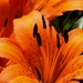 Tiger lily...