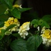 Yellow and white lantana...