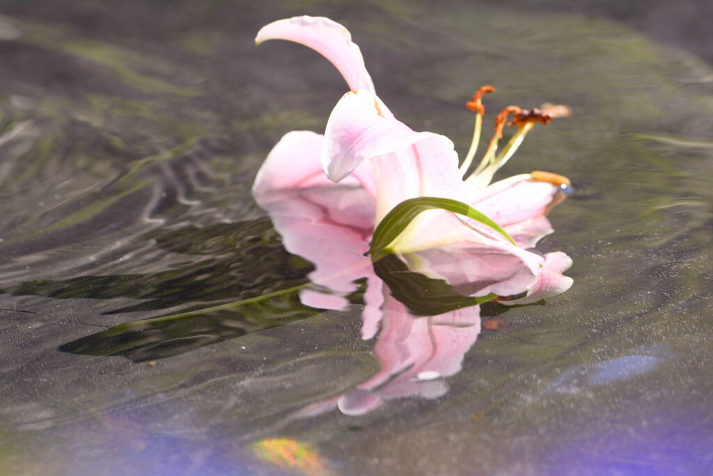 Floating lily and reflection~~~~~~ by ziggy77