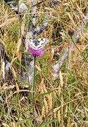 29th Jun 2025 - Marbled white