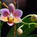 Dew on Orchid