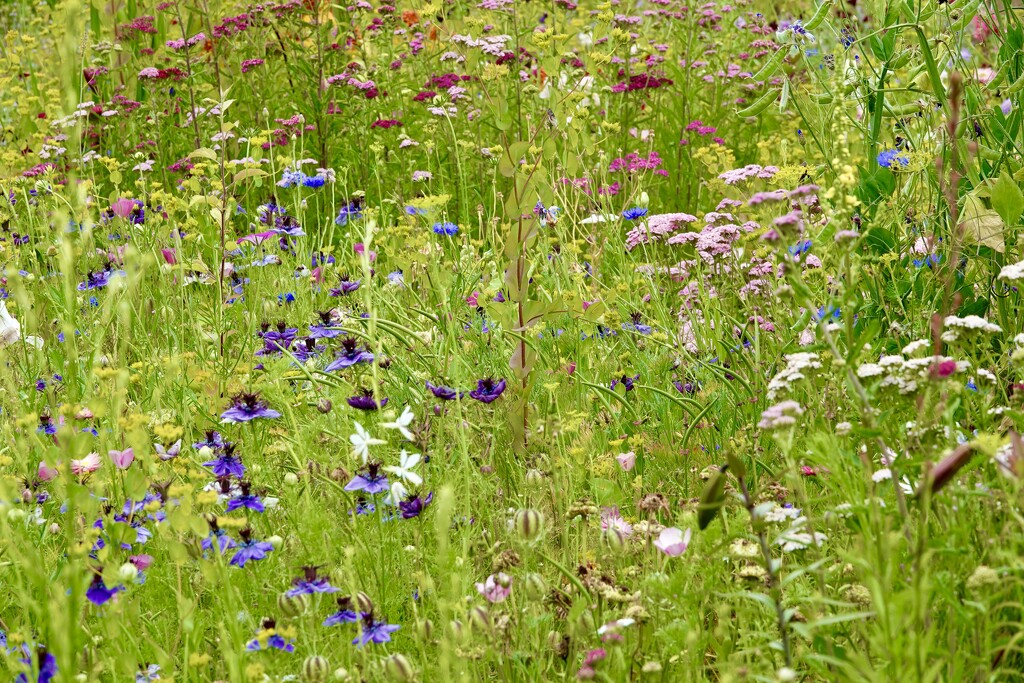 Wild Flower Beauty by carole_sandford