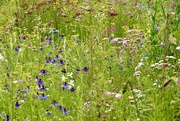 29th Jun 2025 - Wild Flower Beauty