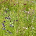 Wild Flower Beauty