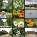 Sandringham 