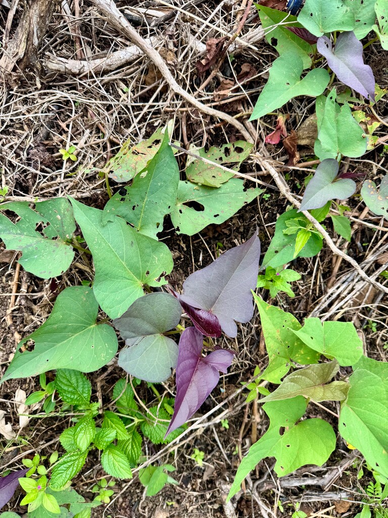 Heart leaves.  by cocobella