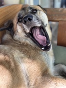 29th Jun 2025 - Yawning 