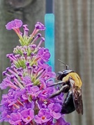 30th Jun 2025 - Bee-Utiful