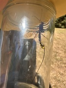 27th Jun 2025 - Waspish dragonfly?