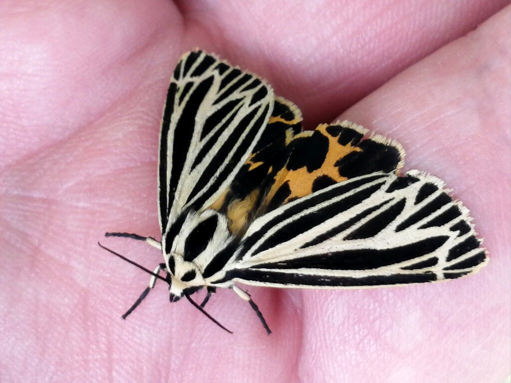 Little Virgin Tiger Moth by princessicajessica