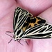 Little Virgin Tiger Moth