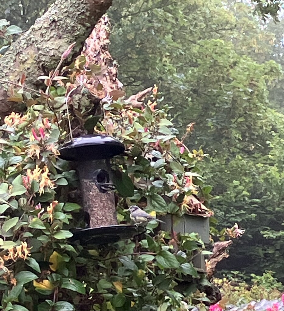 Blue Tit on Seeds  by g3xbm