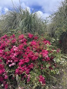 30th Jun 2025 - Wild