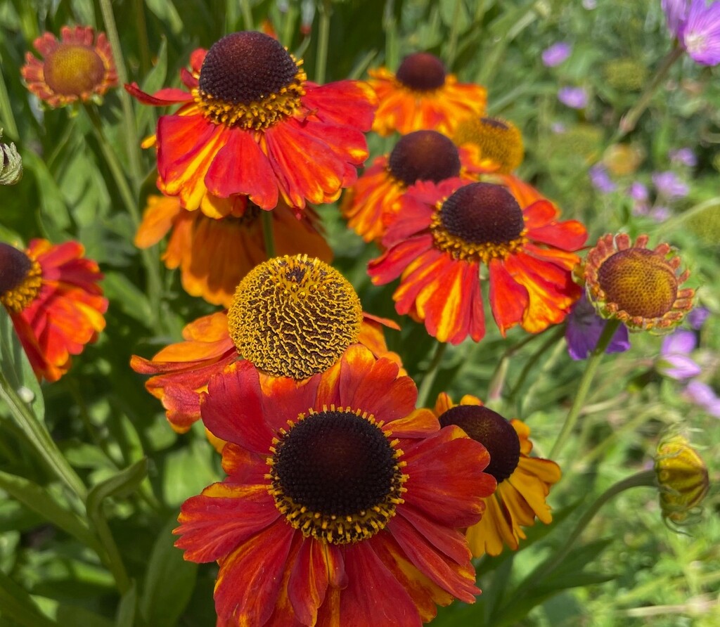 orange with touches of purple  by quietpurplehaze21
