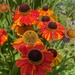 orange with touches of purple 