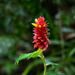 Spiral Ginger