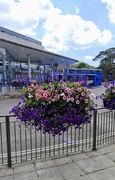 30th Jun 2025 - Town centre flowers