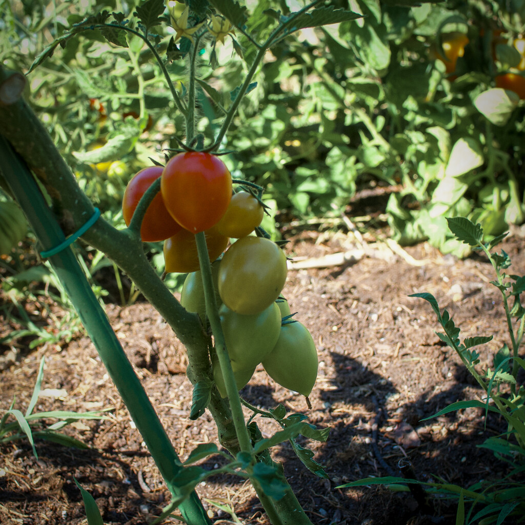 Tomatoes - left to their own devices by matsonnestam