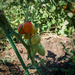 Tomatoes - left to their own devices